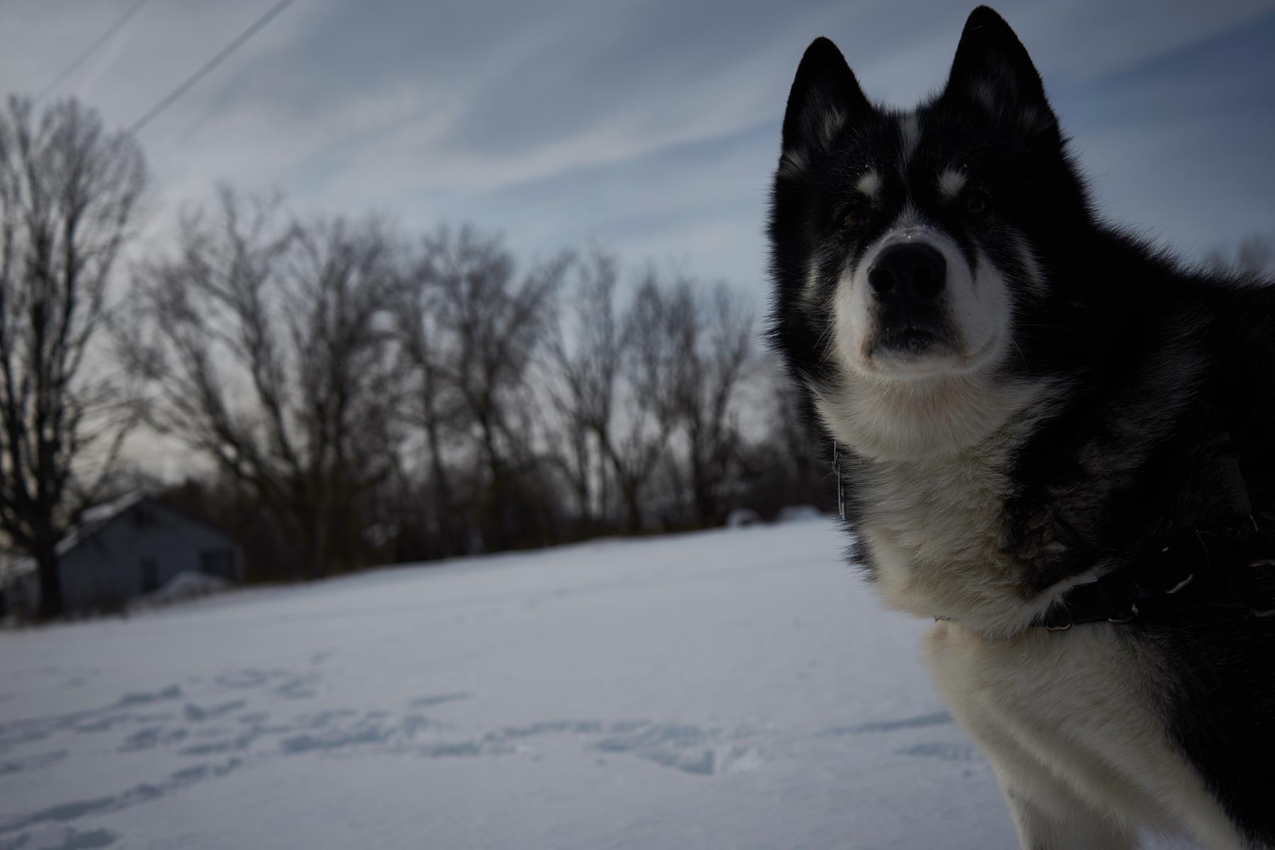 Closeup of Shadow in a snowy field