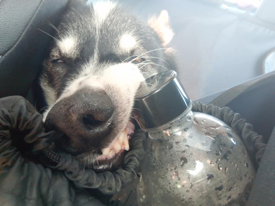 Shadow biting a water bottle