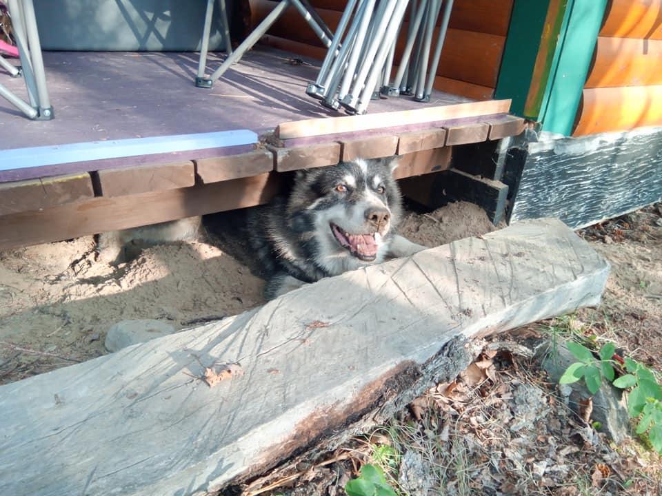 Shadow smiling under a deck