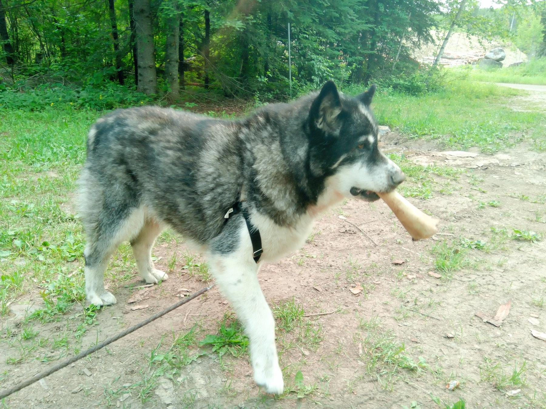 Shadow with her bone