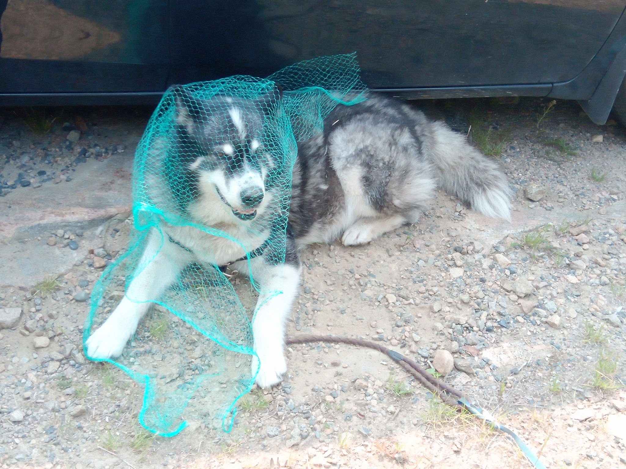 Shadow with her bug net on her head